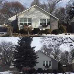 B&A Hazardous tree removal, Power line through blue spruce, burlington Tree Services