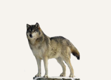 Hunting Wolf British Columbia