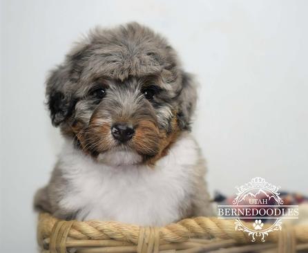 mini bernedoodle merle