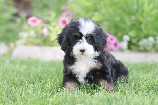 Trainedpuppy