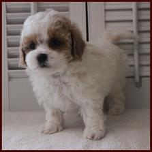 Rolling Meadows Puppies - Shichon Poo Puppies for Sale