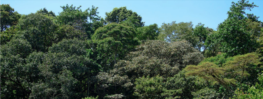 The canopy in part of Kakamega Forest
