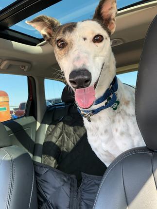 Adoptable Greyhounds