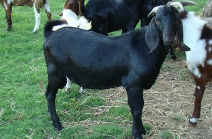 black boer goats for sale