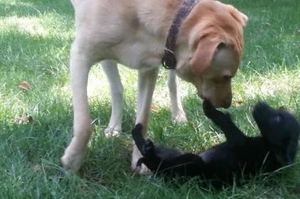 how to train a lab puppy