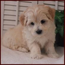 maltipoochon maltipoo puppies for sale