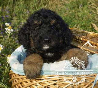 Phantom Bernedoodle