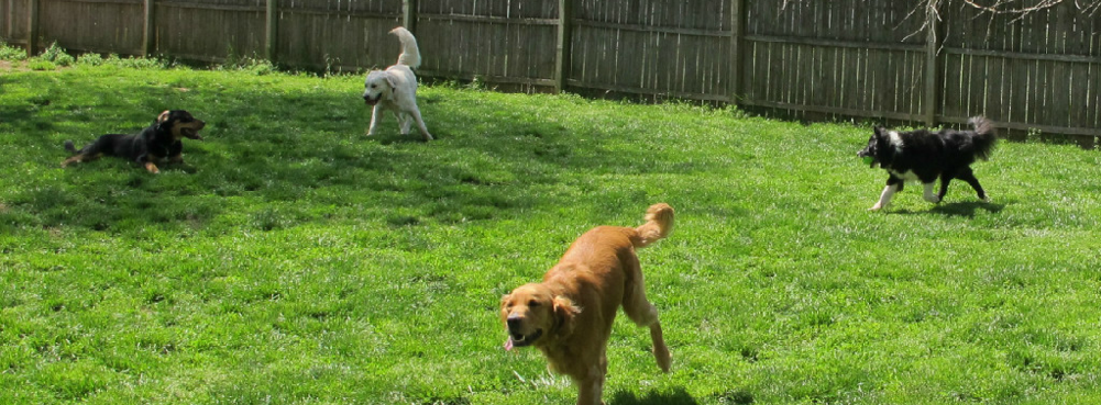 Bucks Dog Training of Central New Jersey