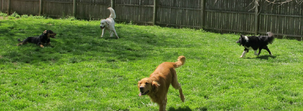 Dogs enjoying a romp in yard