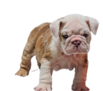 chocolate tri english bulldog puppy, english bulldogs. olde english bulldogges