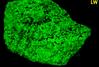 SW LW fluorescing WILLEMITE, FRANKLINITE - Franklin Mine, Franklin, Franklin Mining District, Sussex County, New Jersey, USA - for sale