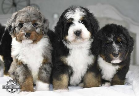 Mini Bernedoodle Puppies Mini Bernedoodle Breeder