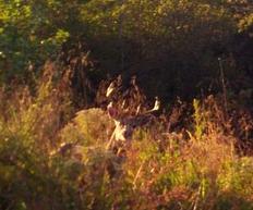 Kentucky trophy deer