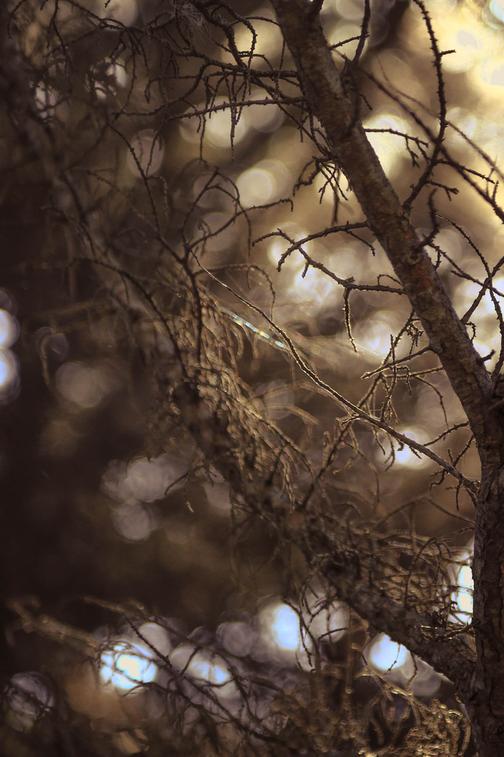twigs in sunlight nature lovers forest landscape