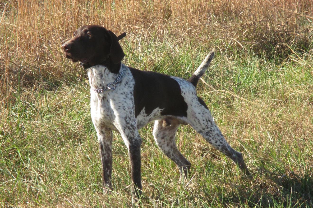 Our Story- Owner of Muddy Creek Kennels Craig Burns Breeding German ...