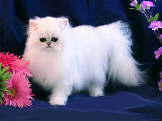 Teacup persian hot sale for sale