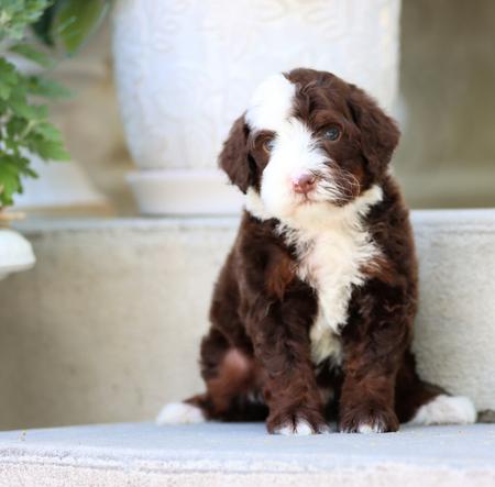 Trainedpuppy