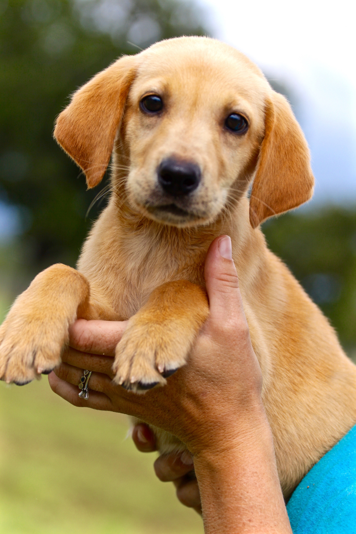 Texas Labrador Puppies For Sale Yellow Black Chocolate Puppy