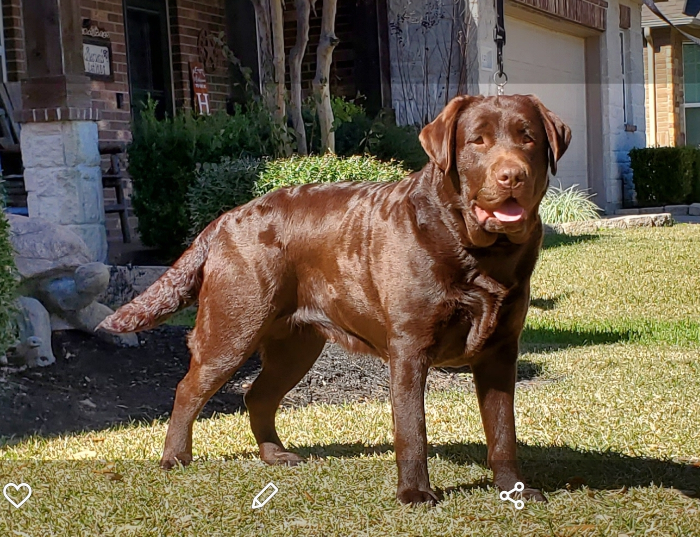 English hot sale chocolate lab