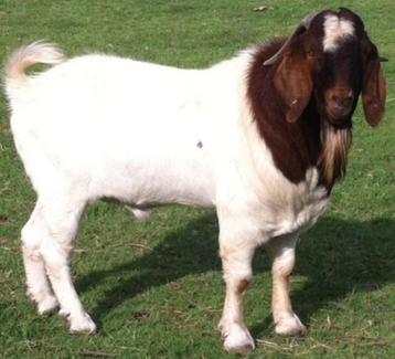 100% ABGA BOER BUCKS FOR SALE