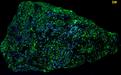 fluorescing Sphalerite Cleiophane, Willemite, Franklinite-Magnetite, Zincite, Franklin, Franklin Mining District, Sussex County, New Jersey, USA, ex Franklin Mineral Museum, ex Dru Wilbur