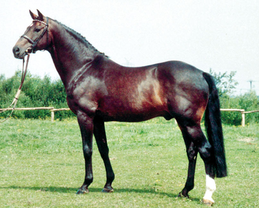 Selle Francais Stallion