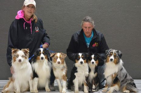 ugyldig indlogering Krydret Quality, AKC health tested Mini American Shepherds (Also known as Mini  Aussies)