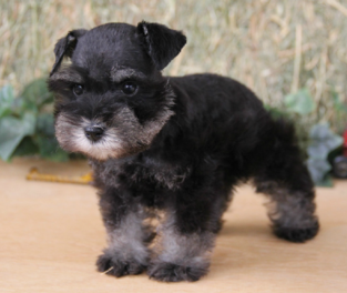 Newborn miniature hot sale schnauzer puppies