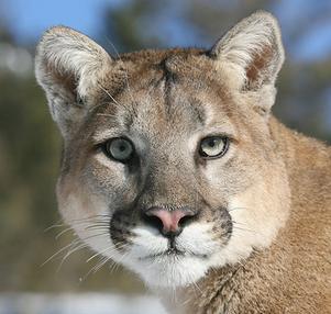 Cougar / Mountain Lion