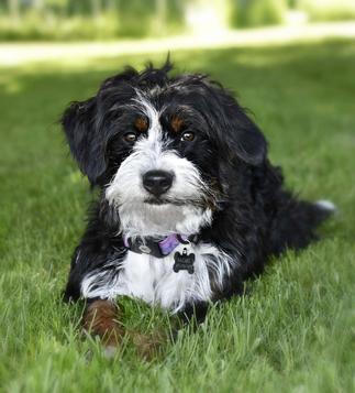 Mini Bernedoodle