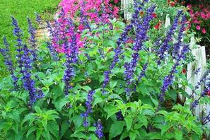 salvia farinacea