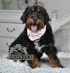 Mini Bernedoodle dog