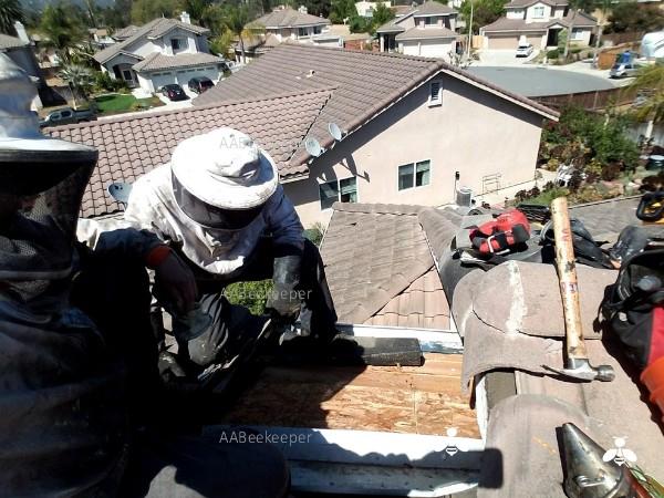 san diego bee removal services