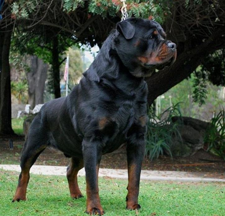 Rottweiler king sale size