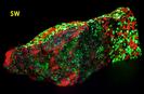 fluorescing Willemite, Hardystonite, Rhodonite, Franklinite, Calcite -Franklin Mine, Franklin, Franklin Mining District, Sussex County, New Jersey, USA - for sale