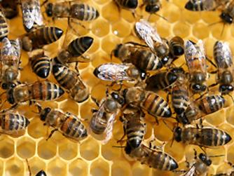 Honey Bees for Sale Beekeeping
