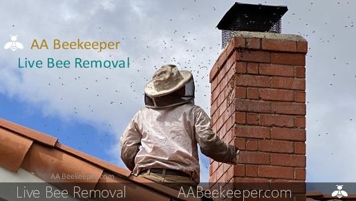 San Diego Beekeeper | SAFE ECO-FRIENDLY Live Bee Hive ...