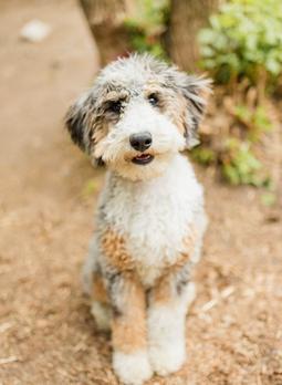 Indy sable mini bernedoodle