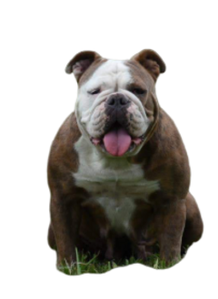 blue brindle olde english bulldogge