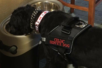 Service dogs for gluten detection, other allergies, PTSD, Diabetes and other needs