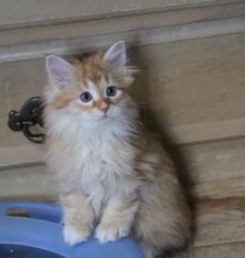 siberians kittens for sale, hypoallergenic cats