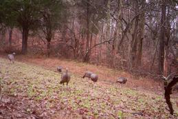 Kentucky turkey hunting