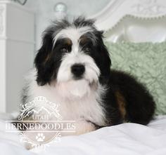 F1 Mini Bernedoodle
