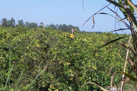 Hawk on laden grapefruit tree