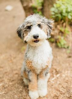 Indy Sable Mini Bernedoodle