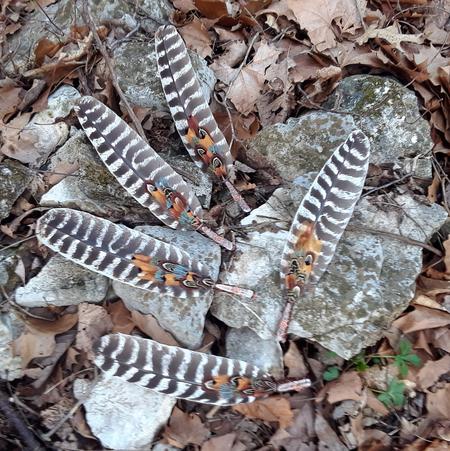 Fans - Single Feather, Striped Turkey Feather, w/ Quartz Point – Pink Heart  Healing