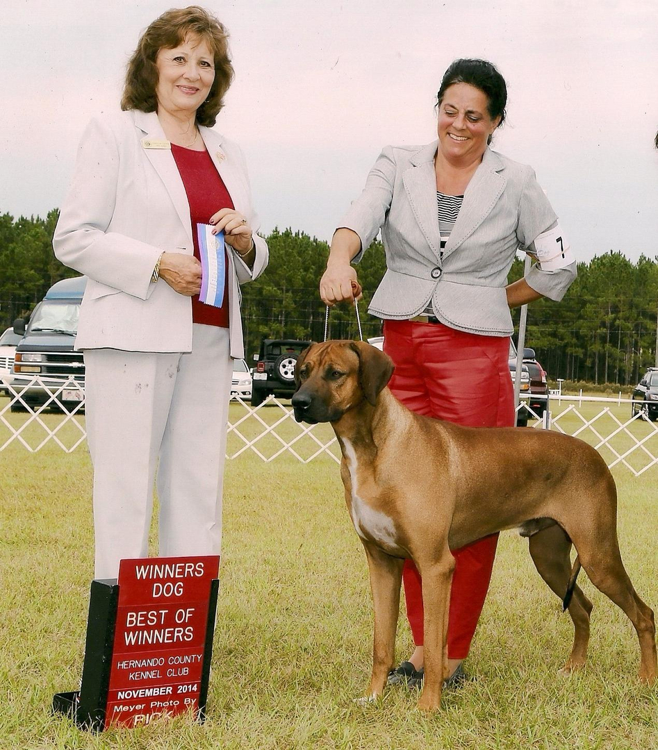 Kengali best sale rhodesian ridgebacks