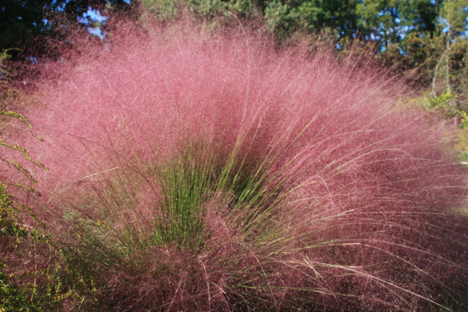 muhly grass in the promenade area
