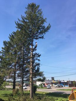 6 Large Pine Tree Removals, Hamilton Tree Removal, Tree Expert half way up