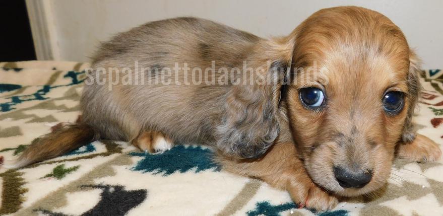 SC Miniature Dachshund Puppies